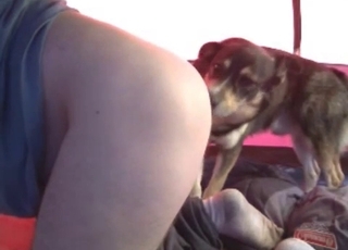 Doggy prettily licks and sniffs her snatch