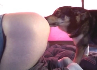Doggy prettily licks and sniffs her snatch