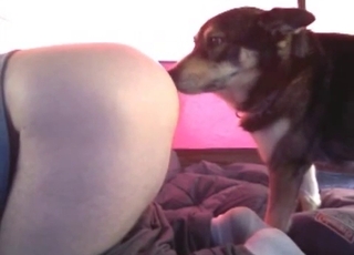 Doggy prettily licks and sniffs her snatch