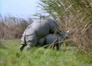Gigantic rhinos fuck in doggy style pose