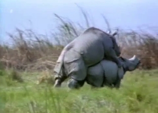 Gigantic rhinos fuck in doggy style pose