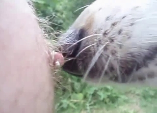 Sweet doggy is licking nipples in the close-up
