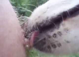 Sweet doggy is licking nipples in the close-up