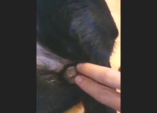 Zoophile porn with close-up fingering, it's crazy