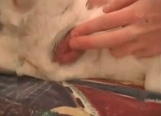 Playing around with dog's hot cunt