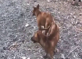 Dogs from Vietnam fucking each other hard