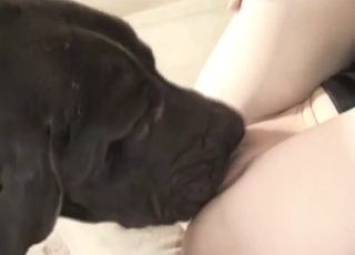 Black dog eats her wide-opened shaved vagina