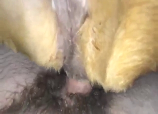 Dude is going to fuck a dog in POV, it MOANS