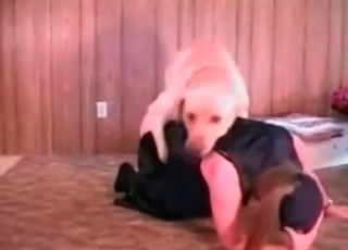 Nice dog boinks her small coochie