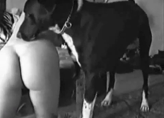 That dog appreciates big asses