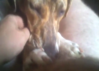 Dog is going to worship nice dick in POV too