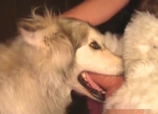 Doggy licks a good meaty sausage