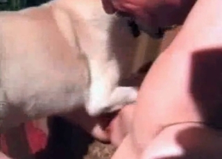 Dog licks her wide opened pussy
