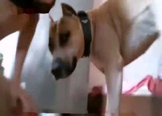 Blond-haired hoe fucks two twisted dogs