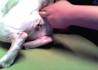 Doggy gets its asshole played with