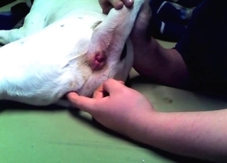 Doggy gets its asshole played with