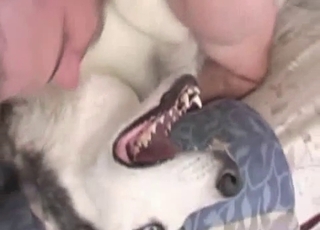 Man pounds his amazing Husky in sideways pose