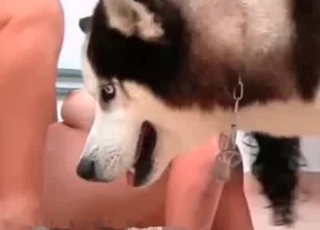 This Husky looks so angry