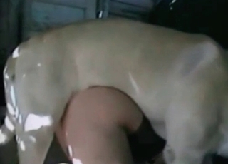 Doggy penetrates a very dirty zoophile