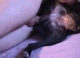 Small black mutt fucked in cowboy pose