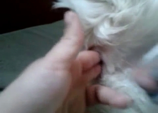 Just playing with tight ass hole of a dog