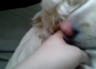Just playing with tight ass hole of a dog