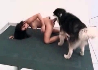 Husky licks a juicy wet butt