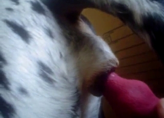 Dalmatian is loving anal stimulation
