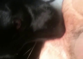 Passionate rimjob from a black dog