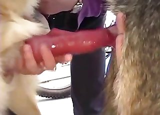Kinky dogs showing off their cocks on cam