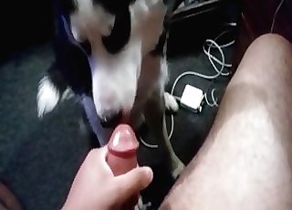Husky licks and deepthroats a dick