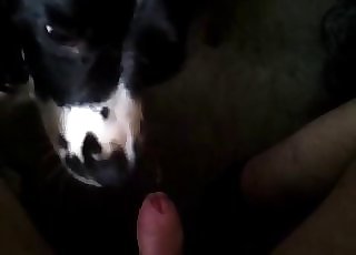 Beautiful doggy sucking a huge dick with love