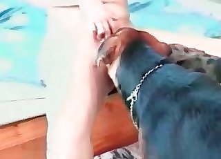 Doggy licks her wide-opened shaved hole