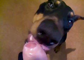 Angry doggy licking a massive cock on cam