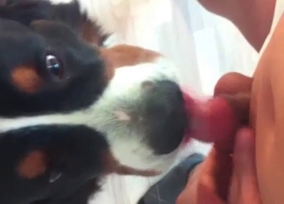 Wonderful dog licks my loaded man rod