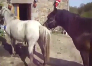 White mare takes huge stallion penis today