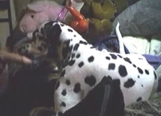 Dalmatian gets to suck a big giant cock