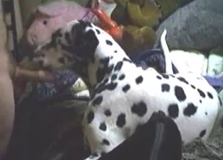 Dalmatian gets to suck a big giant cock