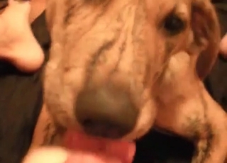 This doggy is a cock-addicted pet