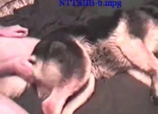 Dude eating this dog's tight puss