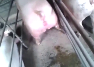 They love to squeal with hard human dicks