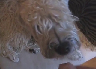 Cute hairy mutt licks my hard man-meat