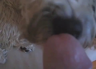 Cute hairy mutt licks my hard man-meat
