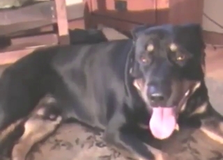 A big, hard rottweiler dick is used for pleasure