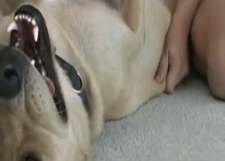 This dog's pussy gets ruined for good