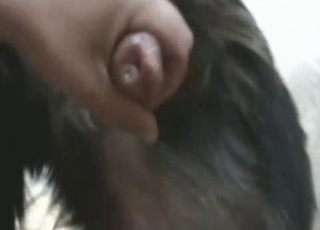 Doggy cums a nice and tasty load of cum