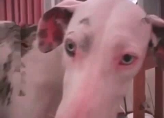 Dalmatian enjoying a passionate episode here