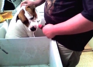 Guilty doggy blows a wiener