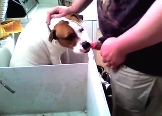 Guilty doggy blows a wiener