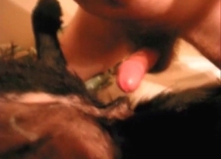 Dog loves this hard boner